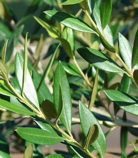 Olea europaea 'Pyramidalis'
